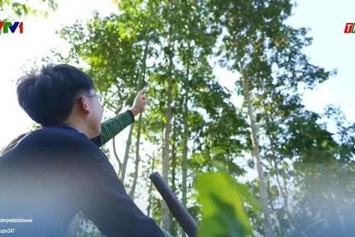 Ước mơ triệu cây xanh