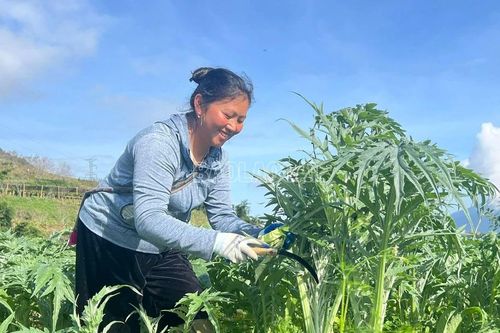 Năm 2026, toàn tỉnh sẽ chuyển đổi hơn 289 ha đất trồng lúa