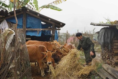 Các xã vùng cao siết chặt công tác phòng, chống rét cho vật nuôi