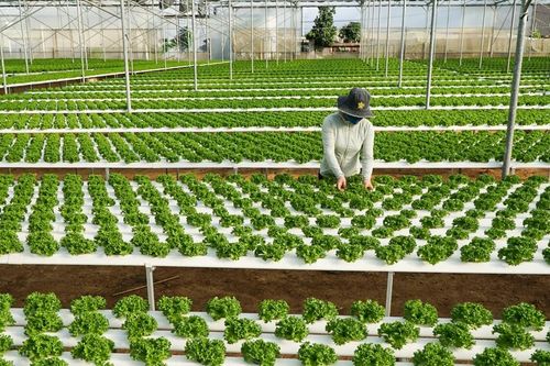 Xã Ka Ðô tạo đột phá bằng nông nghiệp thông minh
