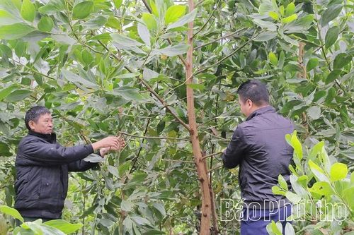 Đảng bộ xã Cao Sơn đưa nghị quyết vào cuộc sống