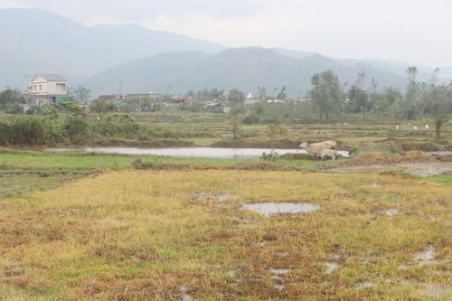Nghi vấn phun thuốc diệt cỏ tràn lan trên đồng ruộng