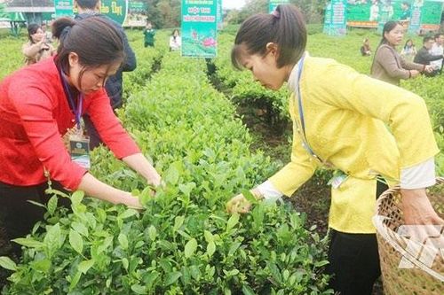 Phấn đấu có thêm từ 2.000ha chè trở lên đạt tiêu chuẩn VietGAP, hữu cơ