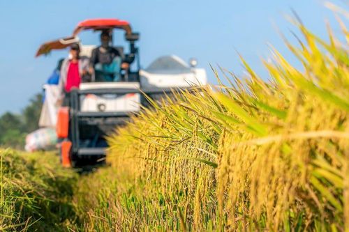 Toàn cảnh bức tranh nông nghiệp Việt Nam năm 2025 qua những con số