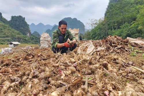 Nỗ lực hỗ trợ thu mua, chế biến dong riềng, bảo đảm thu nhập bền vững cho người dân