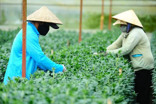 Đà Lạt vào mùa hoa Tết