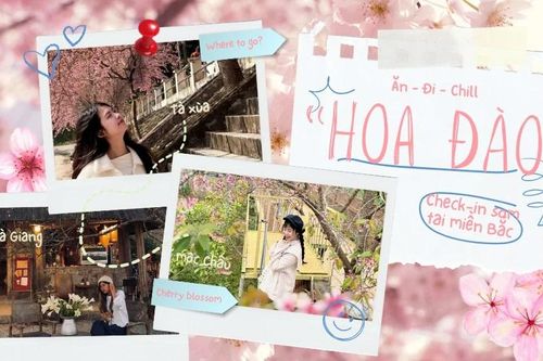 Săn hoa đào sớm ở miền Bắc: Tà Xùa 'thêm gói' ngắm mây, đi Hà Giang tiện chụp áo dài