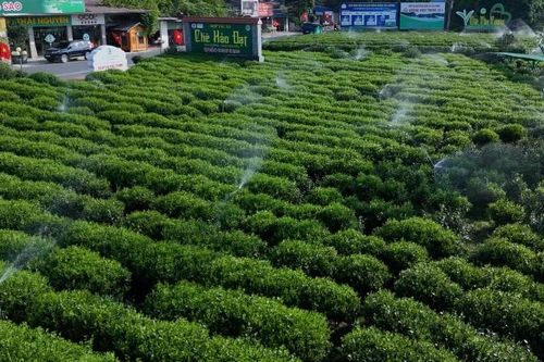 Thái Nguyên nghiên cứu chuyển đổi số toàn diện trong quản lý, sản xuất chè