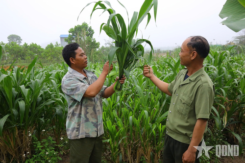 Gương sáng cựu chiến binh Hồ Văn Dịa