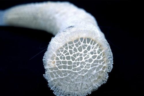 Kinh ngạc loài hải miên giỏ hoa với cấu trúc silica tinh xảo