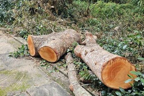 Vụ đốn hạ cây xanh tại hồ Nước Ngọt: Chuyển hồ sơ sang cơ quan điều tra