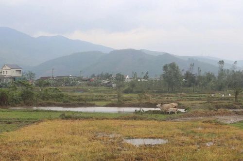 Nghi vấn lạm dụng thuốc diệt cỏ tràn lan từ những cánh đồng cháy vàng ở Quảng Trị