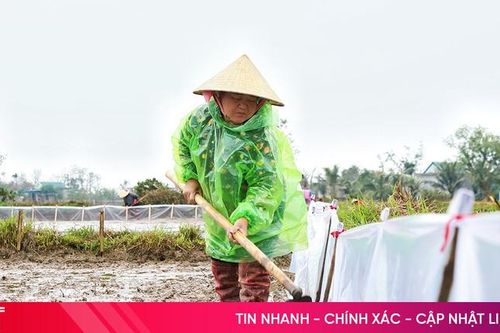 Nhà nông bám đồng sản xuất vụ xuân