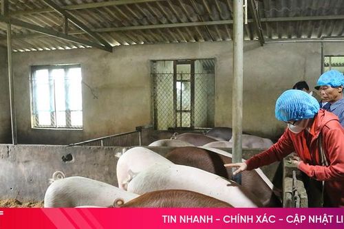 Giá lợn tăng cao, người chăn nuôi phấn khởi
