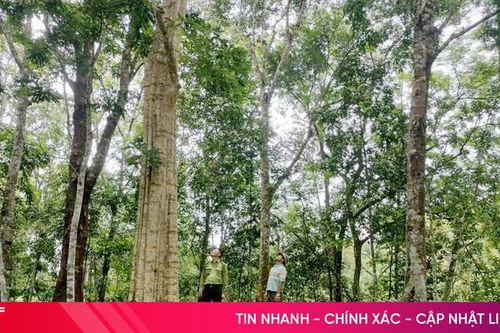 Bảo vệ động vật quý hiếm, thực vật đặc hữu để làm giàu cho đại ngàn