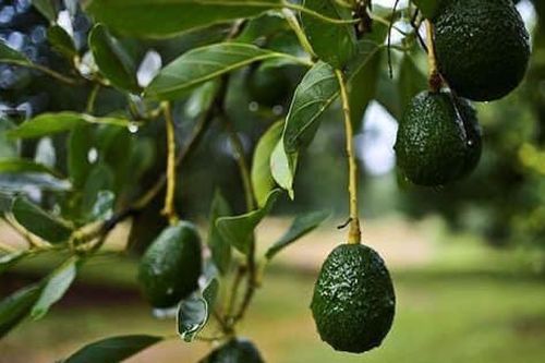Loại quả 'tốt nhất thế giới', ở Việt Nam trồng bạt ngàn mà giá cực rẻ