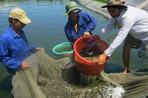 Quy định 'gây ngất tôm hoàn toàn' khiến doanh nghiệp gặp khó