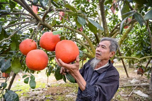 Bưởi đỏ tiến vua vào vụ Tết, khách đặt mua từ sớm