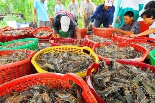 Trung Quốc lần đầu vượt Mỹ, trở thành thị trường số 1 của tôm Việt Nam