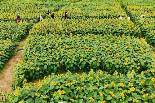 Quảng Ngãi: 'Lạc lối' giữa cánh đồng triệu đóa hướng dương rực rỡ đón Tết