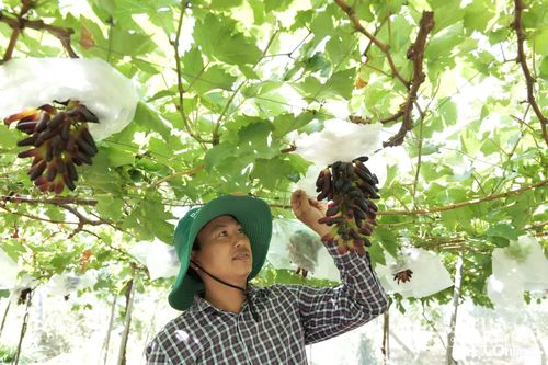 Nâng cao giá trị cây trồng gắn với chuyển đổi xanh