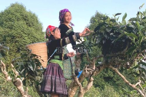Khát vọng đưa nông sản Lào Cai từ 'rừng xanh' ra 'biển lớn'