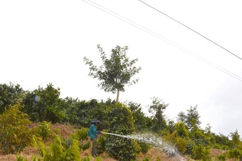 Để cà phê ra hoa, đậu trái nhiều