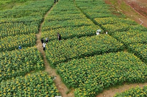 Quảng Ngãi: Ngắm cánh đồng triệu bông hoa hướng dương bừng nở rực rỡ tại An Phú