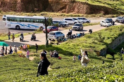 Đồi chè Cầu Đất: Tận hưởng không gian xanh mướt và không khí se lạnh tại Đà Lạt