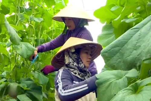 Dưa lưới công nghệ cao phía Đông Lâm Đồng vào vụ Tết