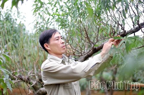 Vùng cao Đà Bắc tất bật chuẩn bị vụ đào Tết