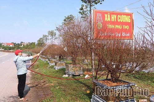 Làng nghề hoa đào Nhà Nít vào vụ Tết