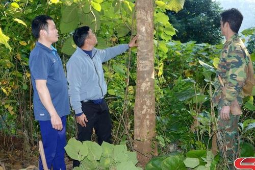 Chiềng Sại thực hiện tiêu chí thu nhập