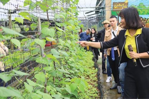 Nâng chất lượng và tính bền vững cho du lịch nông thôn