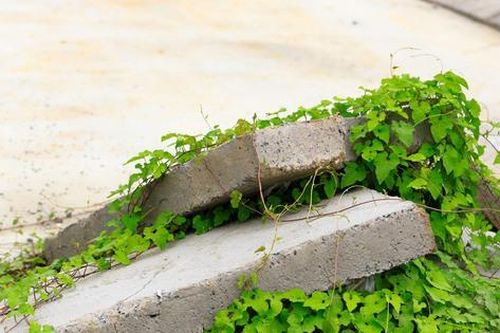 Có được xây dựng trên đất khai hoang, lấn chiếm?