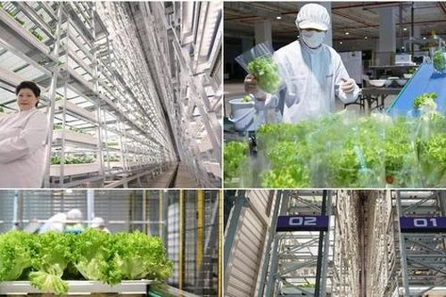 Singapore khánh thành trang trại thẳng đứng trong nhà cao nhất thế giới