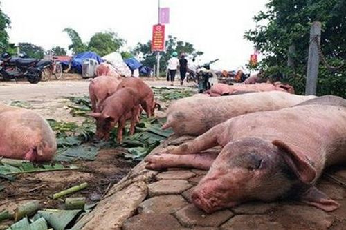 Chuyên gia nói về mức độ ảnh hưởng sức khỏe của thịt lợn nhiễm dịch bệnh được chế biến đóng hộp
