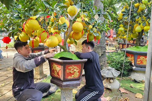 Bưởi Diễn 'đổ bộ' vào Nam sớm, giá tăng mạnh trước Tết