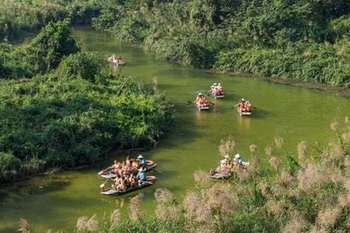 Ninh Bình rực rỡ mùa hoa lau cuối đông
