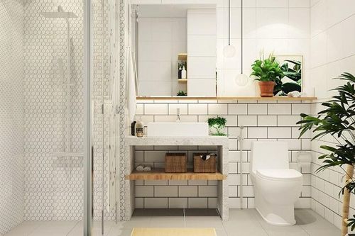 6 loại cây cảnh trồng trong nhà vệ sinh vừa đẹp vừa hút khí xấu và vị trí không nên đặt để đem lại trường khí phong thủy tốt
