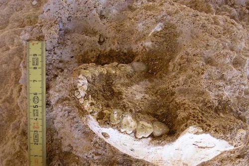 Maroc: Phát hiện hóa thạch gần 800.000 năm hé lộ nguồn gốc sớm của loài người
