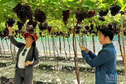 Nâng cao giá trị cây trồng gắn với chuyển đổi xanh ở Khánh Hòa