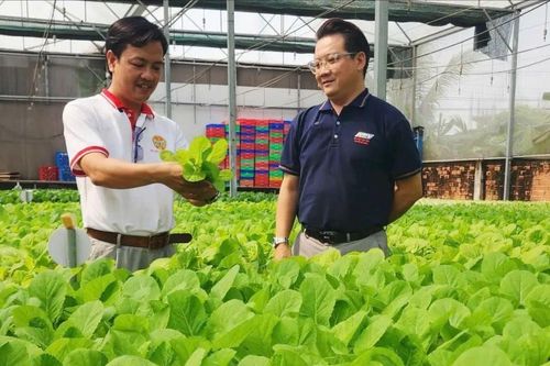 Liên kết trồng rau, quả sạch