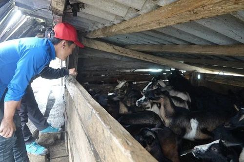 Lạnh tê tái, người vùng cao quấn chăn, đốt lửa sưởi ấm cho vật nuôi
