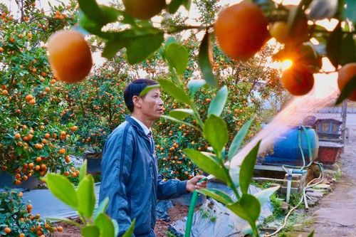 'Thủ phủ' quất, bưởi cảnh Văn Giang tất bật chuẩn bị vụ Tết