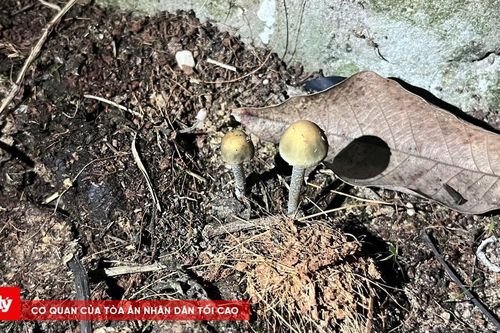 Người phụ nữ nhập viện vì ăn nhầm nấm