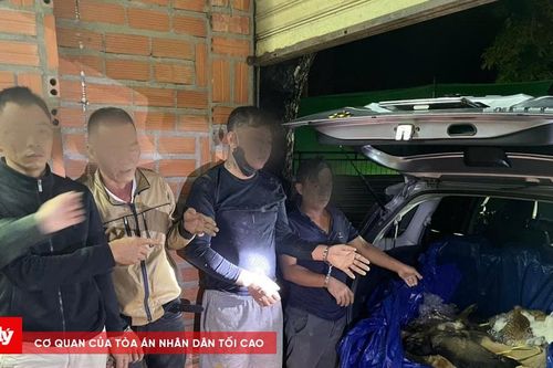 Tây Ninh thu giữ hơn 1,5 tấn chó từ 2 tụ điểm lớn