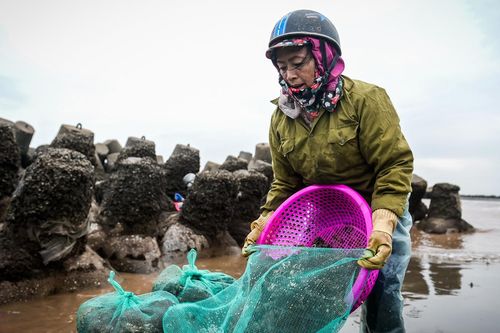 Lội nước lạnh buốt săn 'lộc trời' ở Ninh Bình, mỗi chiều kiếm tiền triệu
