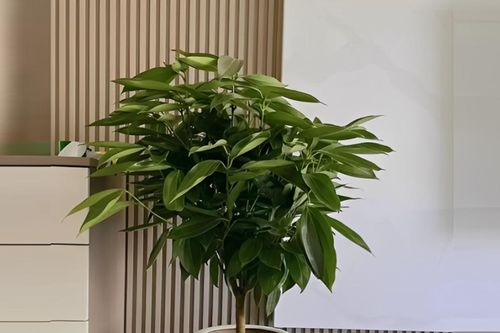 Loại cây thường được đặt trong phòng khách rộng, dễ trồng và tốt cho sức khỏe