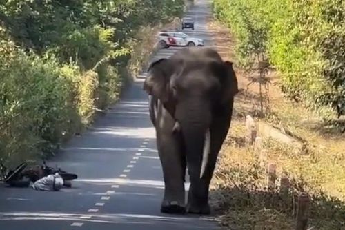 Gặp voi 'ngà lệch' đi dạo trên đường, người đàn ông vội bỏ xe máy để chạy bộ
